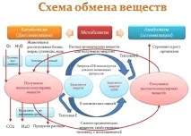 прости катаболизъм