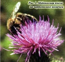 Медопродуктивність будяків, Про пасіку всієї рослини