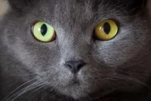 котячих