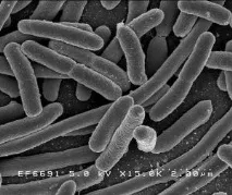 E. Coli – джерело енергії майбутнього? енергії