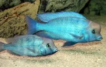 Як виглядають акваріумні дельфіни акваріумні