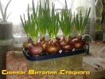Як виростити зелену цибулю в поліетиленовому пакеті без землі поліетиленовому