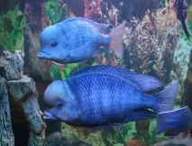 Як виглядають акваріумні дельфіни дельфін
