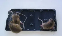 пастки