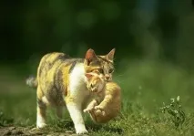 кошатникам