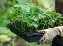 Коли садити огірки на розсаду Важливі особливості процесу садити