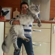 кошатникам