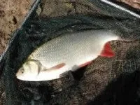 лову