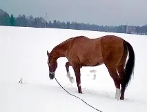 копае