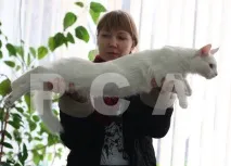 Мейн-кун - породи котів мейн-кун