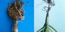 Хвороби капусти опис, фото та лікування опис