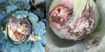 Хвороби капусти опис, фото та лікування хвороби