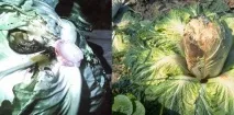 Хвороби капусти опис, фото та лікування капусти