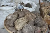 тази форма слонова