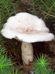 фалшиви фалшиви