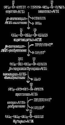 киселини биосинтез