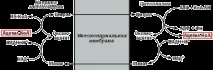 мастни мастни