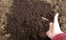 Знезараження ґрунту в теплиці (відео) ґрунту