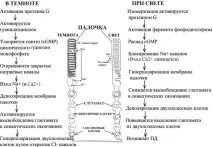 Визначення розмірів сліпої плями плями