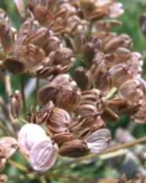Пастернак (Pastinaca sativa L), вирощування, посадка та догляд вирощування