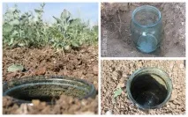 Польові спостереження за комахами пастки та підрахунок польові