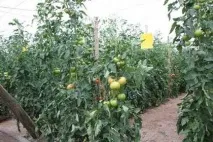 Правила підв’язування помідорів правила