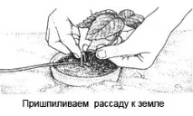 садової
