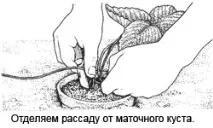розмноження