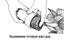 суниці