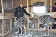 Розведення страуса як бізнес з чого почати Вигідно це чи ні страуса