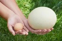 Розведення страуса як бізнес з чого почати Вигідно це чи ні страуса