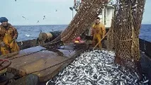 рибальське