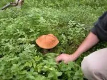 Росріелт Псковська область росріелт