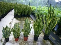 sansevieria