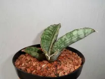 sansevieria