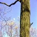 Частини тіла () 5 букв - пошук слів за маскою та визначенням, відповіді на сканворди букв