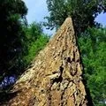 Частини тіла () 5 букв - пошук слів за маскою та визначенням, відповіді на сканворди пошук