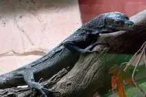 гущер