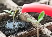 Чим можна підгодувати розсаду помідорів, Вирости сад! підгодувати