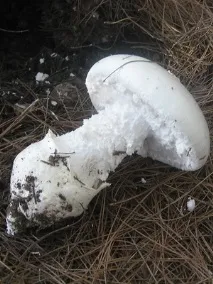 їстівні гриби мухомори та їх фото сіро-рожевий (рожевий, червоний), помаранчевий, шафранний, їстівні