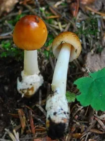їстівні гриби мухомори та їх фото сіро-рожевий (рожевий, червоний), помаранчевий, шафранний, фото