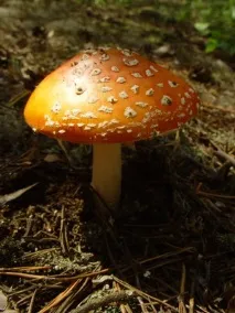 їстівні гриби мухомори та їх фото сіро-рожевий (рожевий, червоний), помаранчевий, шафранний, гриби
