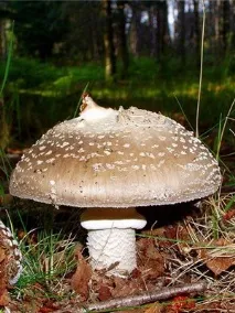 їстівні гриби мухомори та їх фото сіро-рожевий (рожевий, червоний), помаранчевий, шафранний, фото