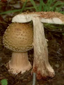 їстівні гриби мухомори та їх фото сіро-рожевий (рожевий, червоний), помаранчевий, шафранний, фото