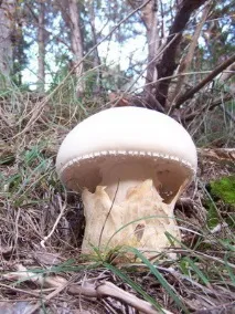 їстівні гриби мухомори та їх фото сіро-рожевий (рожевий, червоний), помаранчевий, шафранний, гриби