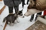Собаче питання» як вигуляти вихованця і не нарватися на штраф собаче