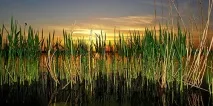 Сонник очерету до чого сниться очерету уві сні очерети