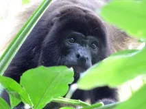 Чи схрещувалися різні види стародавньої людини, Непізнаний світ різні