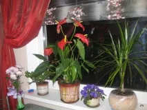 Вірші про квіти на вікні в горщиках вірші