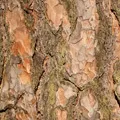 Stem () 4 букви - пошук слів за маскою і визначенням, відповіді на сканворди пошук